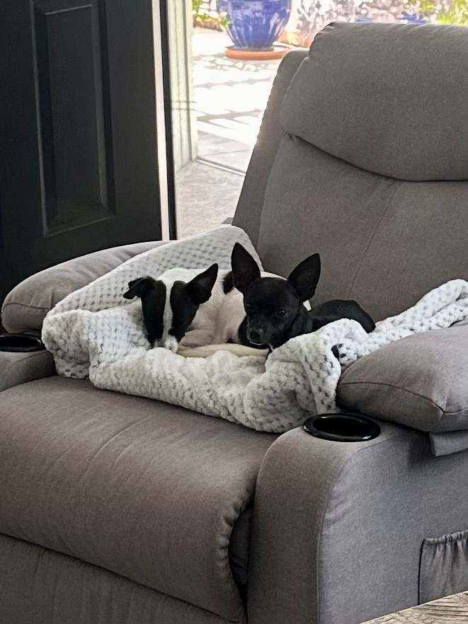 two dogs in a chair